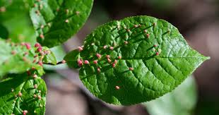 Attēlu rezultāti vaicājumam “gall”