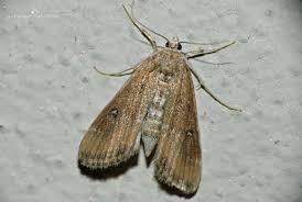 Attēlu rezultāti vaicājumam “Parapoynx stratiotata”