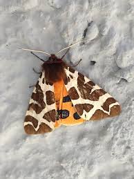 Attēlu rezultāti vaicājumam “Arctia caja imago”