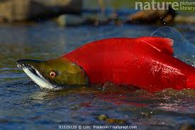 Image result for Oncorhynchus nerka