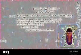 Attēlu rezultāti vaicājumam “Xylita laevigata”