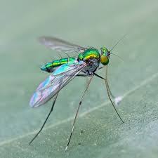 Attēlu rezultāti vaicājumam “Dolichopodidae”