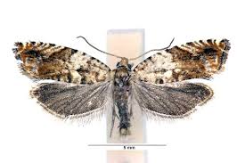 Attēlu rezultāti vaicājumam “Epinotia bilunana”