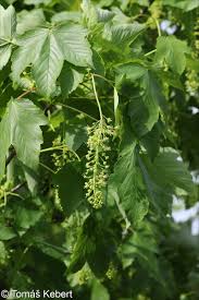 Attēlu rezultāti vaicājumam “Acer pseudoplatanus fo. purpurascens leaf”