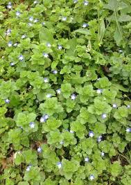 Attēlu rezultāti vaicājumam “Veronica persica flower”