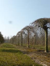 Attēlu rezultāti vaicājumam “Fagus sylvatica fo. purpurea”