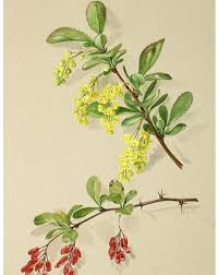 Attēlu rezultāti vaicājumam “Berberis vulgaris flower”