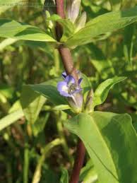 Attēlu rezultāti vaicājumam “Gentiana cruciata flower”