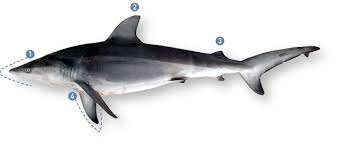 Image result for Carcharhinus galapagensis