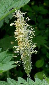 Attēlu rezultāti vaicājumam “Alopecurus pratensis fruit”