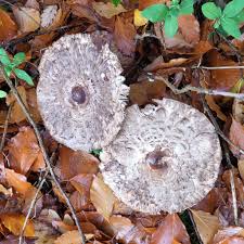 Attēlu rezultāti vaicājumam “Trichia ambigua spores”