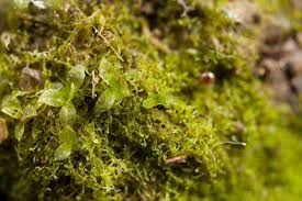 Attēlu rezultāti vaicājumam “Physcomitrium pyriforme”