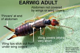 Billedresultat for rovbille