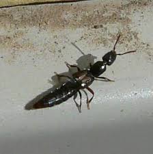 Attēlu rezultāti vaicājumam “Staphylinidae”