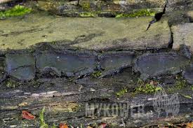 Attēlu rezultāti vaicājumam “Biscogniauxia repanda”