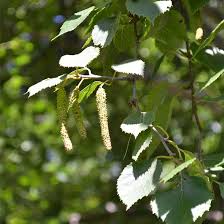 Attēlu rezultāti vaicājumam “Betula papyrifera leaf”