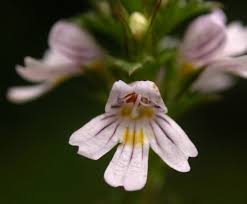 Attēlu rezultāti vaicājumam “Euphrasia”