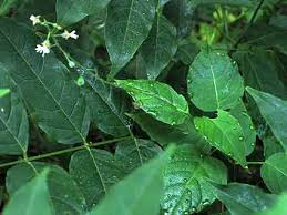 Attēlu rezultāti vaicājumam “Circaea alpina leaf”