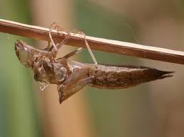 Attēlu rezultāti vaicājumam “Aeshna mixta female”