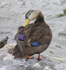 Image result for Anas rubripes