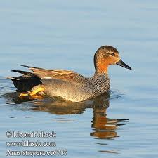 Attēlu rezultāti vaicājumam “Anas strepera female”