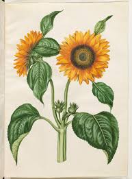 Image result for Helianthus annuus