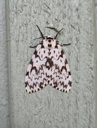 Attēlu rezultāti vaicājumam “Lymantria monacha imago”