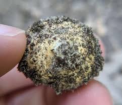 Attēlu rezultāti vaicājumam “Scleroderma citrinum”