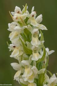 Attēlu rezultāti vaicājumam “Dactylorhiza ochroleuca leaf”