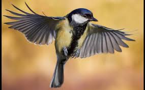 Image result for Bird