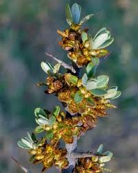 Attēlu rezultāti vaicājumam “Hippophae rhamnoides female flower”