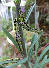 Attēlu rezultāti vaicājumam “Calophasia lunula larva”