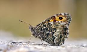 Attēlu rezultāti vaicājumam “Hipparchia semele”