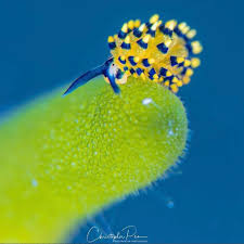 Attēlu rezultāti vaicājumam “Fuligo septica var. rosea young”