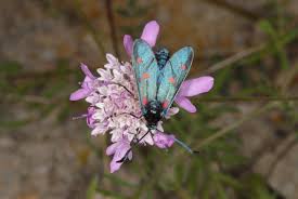 Attēlu rezultāti vaicājumam “Zygaena filipendulae”