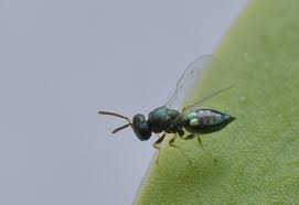 Attēlu rezultāti vaicājumam “Diastrophus rubi”