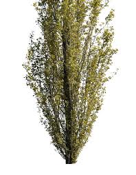 Attēlu rezultāti vaicājumam “Populus nigra Italica”