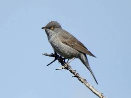 Attēlu rezultāti vaicājumam “Sylvia nisoria”