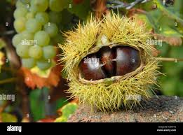 Attēlu rezultāti vaicājumam “Castanea sativa  fruit”