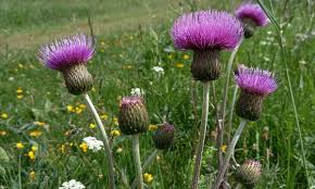 Attēlu rezultāti vaicājumam “Cirsium heterophyllum leaf”