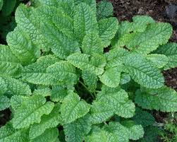 Attēlu rezultāti vaicājumam “Stachys officinalis”