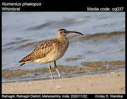 Attēlu rezultāti vaicājumam “Numenius phaeopus”