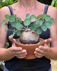 Attēlu rezultāti vaicājumam “Trichia erecta stalked”