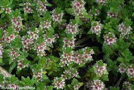 Attēlu rezultāti vaicājumam “Glaux maritima flower”