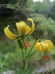 Attēlu rezultāti vaicājumam “Lycogala persicum young”