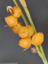 Attēlu rezultāti vaicājumam “Carex arenaria  fruit”