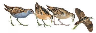 Image result for Porzana parva