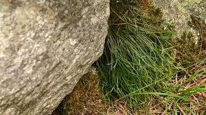 Attēlu rezultāti vaicājumam “Saelania glaucescens sporophyte”