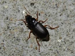 Attēlu rezultāti vaicājumam “Pseudoophonus rufipes”