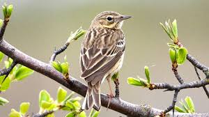 Image result for Anthus trivialis